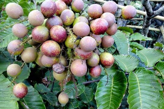 10 buah asli indonesia yang sudah jarang ditemui