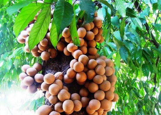 10 buah asli indonesia yang sudah jarang ditemui