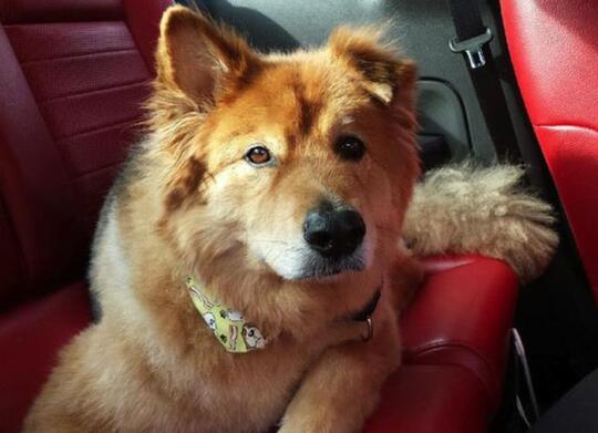 Mengenal Fakta Seputar Anjing, Binatang Lucu yang Sering Dipelihara Banyak Orang