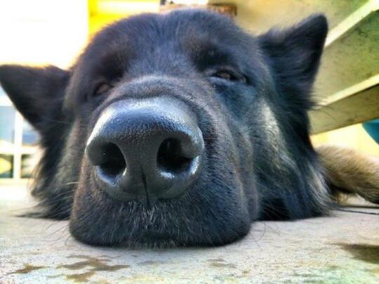 Mengenal Fakta Seputar Anjing, Binatang Lucu yang Sering Dipelihara Banyak Orang