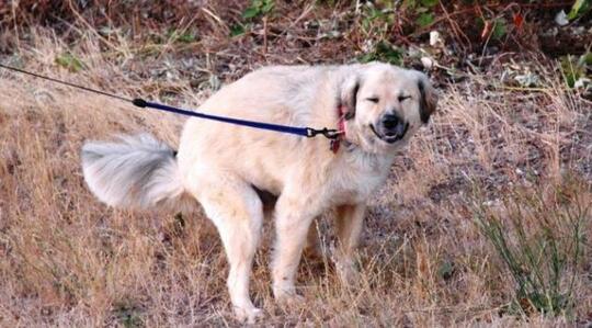 Mengenal Fakta Seputar Anjing, Binatang Lucu yang Sering Dipelihara Banyak Orang