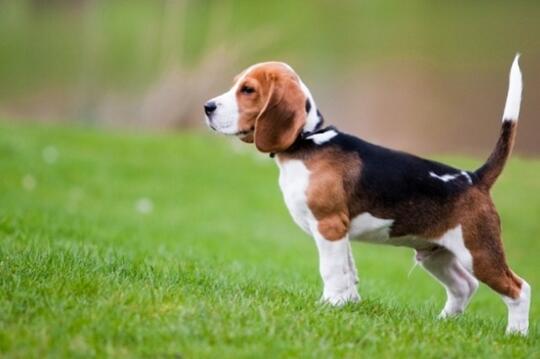 Mengenal Fakta Seputar Anjing, Binatang Lucu yang Sering Dipelihara Banyak Orang