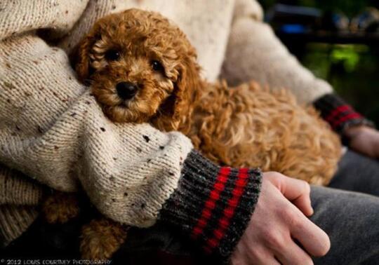 Mengenal Fakta Seputar Anjing, Binatang Lucu yang Sering Dipelihara Banyak Orang