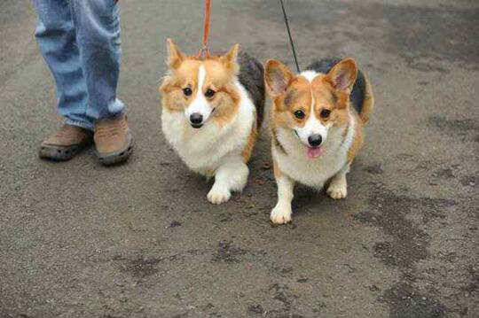 Mengenal Fakta Seputar Anjing, Binatang Lucu yang Sering Dipelihara Banyak Orang