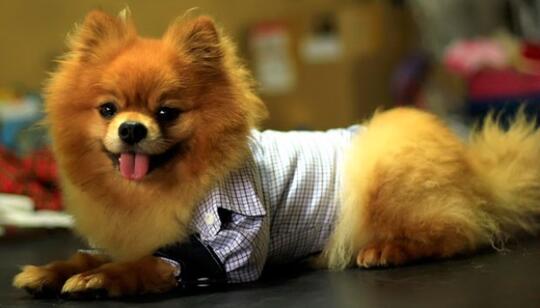 Mengenal Fakta Seputar Anjing, Binatang Lucu yang Sering Dipelihara Banyak Orang