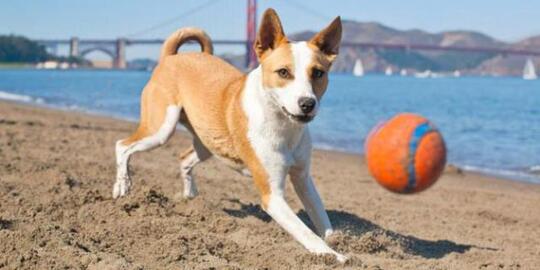 Mengenal Fakta Seputar Anjing, Binatang Lucu yang Sering Dipelihara Banyak Orang