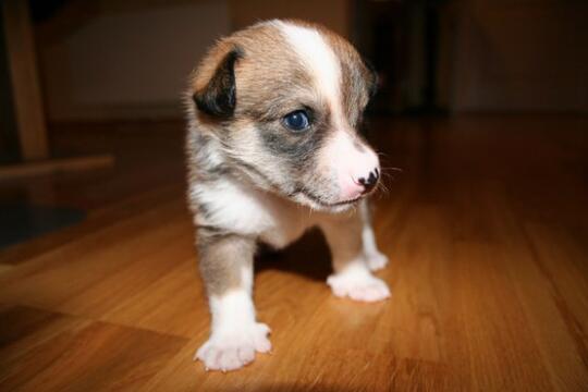 Mengenal Fakta Seputar Anjing, Binatang Lucu yang Sering Dipelihara Banyak Orang
