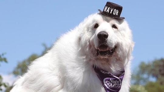 Mengenal Fakta Seputar Anjing, Binatang Lucu yang Sering Dipelihara Banyak Orang