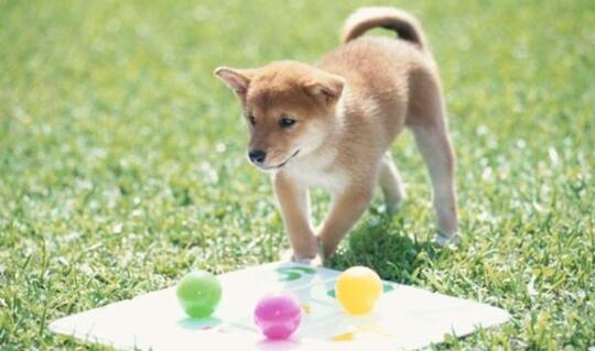 Mengenal Fakta Seputar Anjing, Binatang Lucu yang Sering Dipelihara Banyak Orang