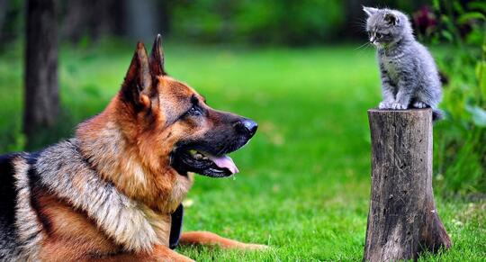 Mengenal Fakta Seputar Anjing, Binatang Lucu yang Sering Dipelihara Banyak Orang