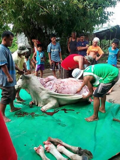 Pemotongan Hewan Sangat Kejam