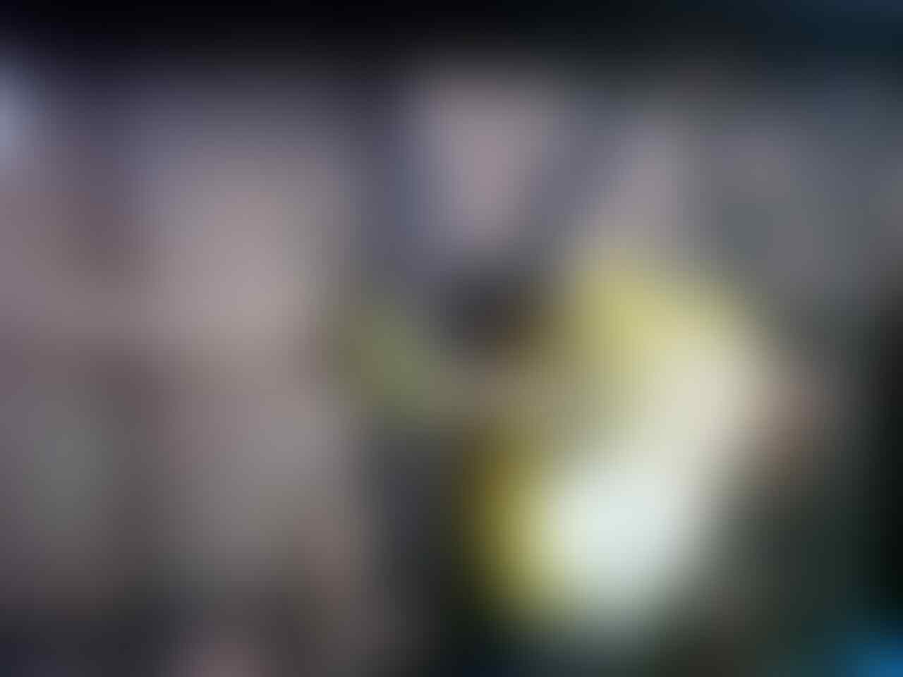 Terjual Jual Burung Ciblek Semi Dan Pleci Kacamata Kaskus