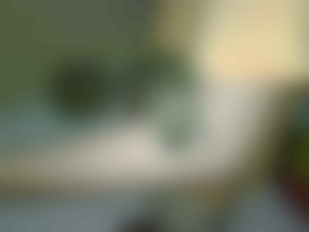 Terjual Jual Musang Pandan Ferret Biul Rase Dan Tupai Kelapa