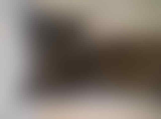 PERSIA GREY BROWN SEHAT LUCU MURAH SAJA.. SEMARANG