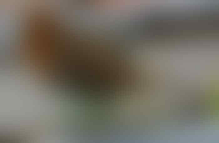 Terjual Dijual Burung Robin Gacor Abiss 2jt Kaskus