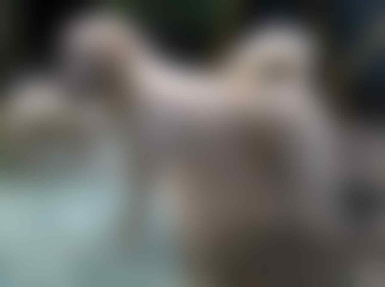 Terjual Anjing Kintamani Bali 4 Addoption Kaskus