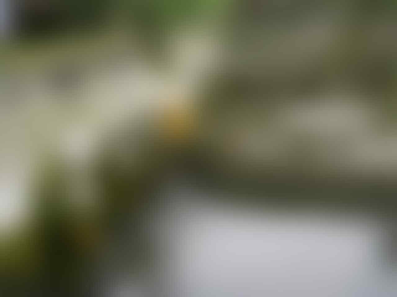 nuansa keindahan alam di bali