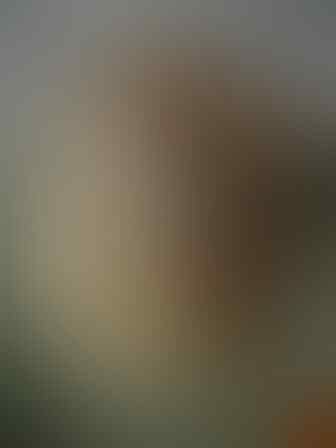 Terjual Jual Murah Hamster Syrian Long Hair Zeolit Makanan