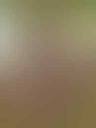 JUAL GOLD DRAGON NEST ALTHEA