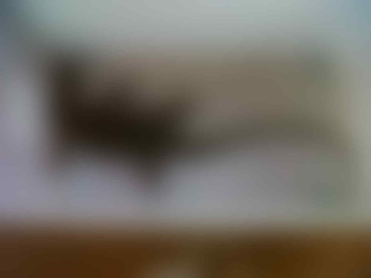 Terjual Jual Doreanus Melinus Tegu Nebu Salva Kaskus