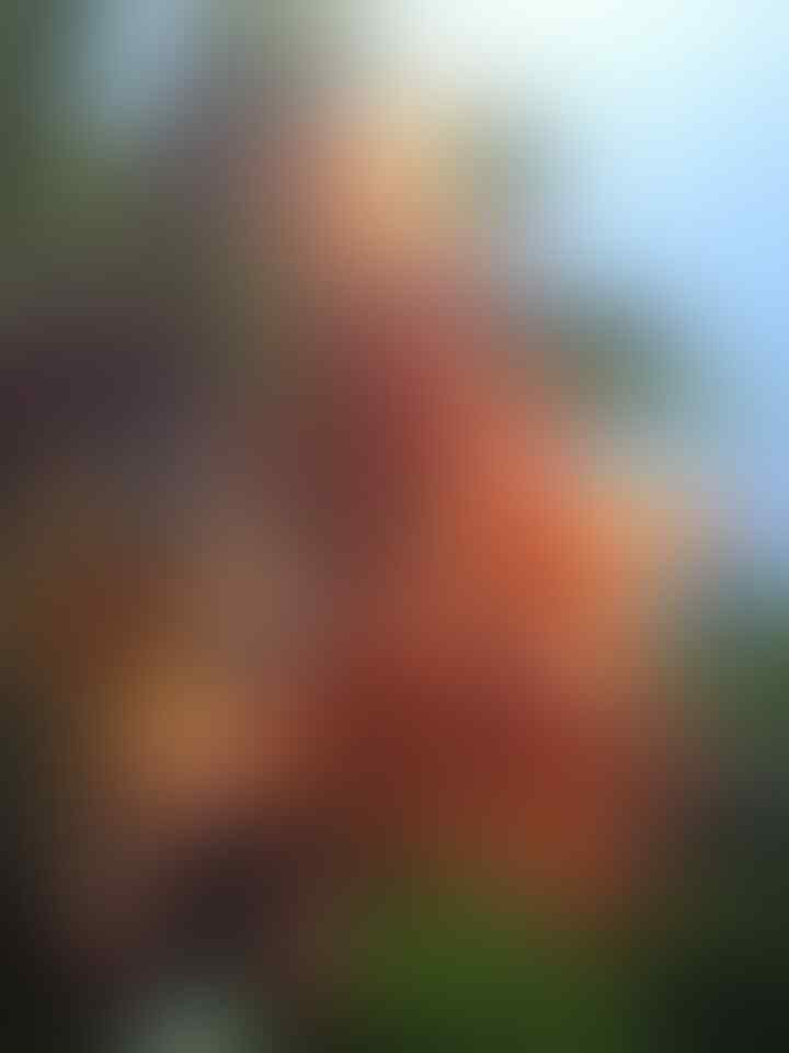 Jual Jepun Bali atau Kamboja berbagai warna