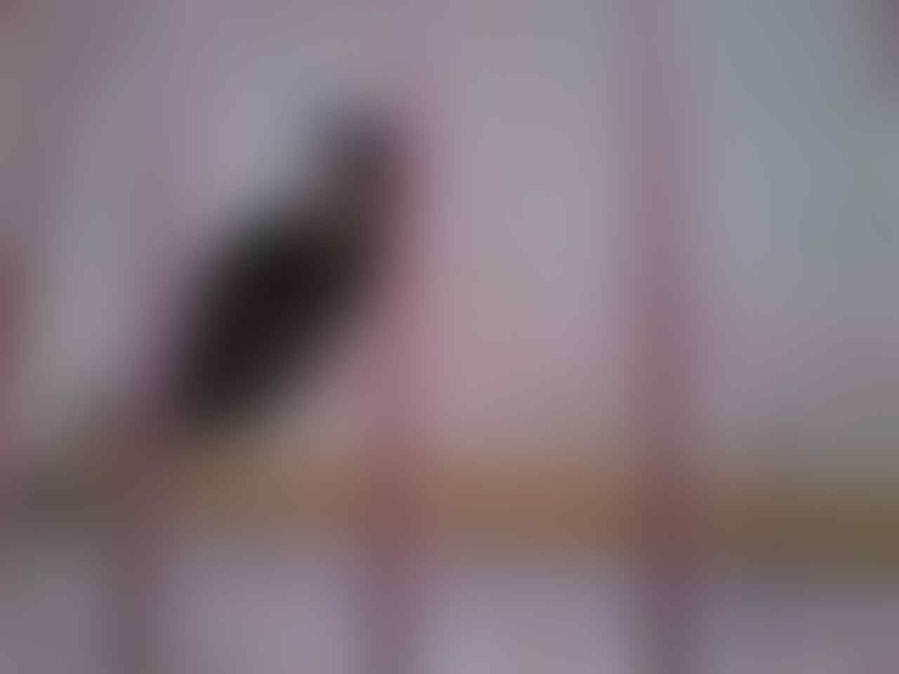 Terjual Burung Pelatuk Bawang Pial Merah Kaskus