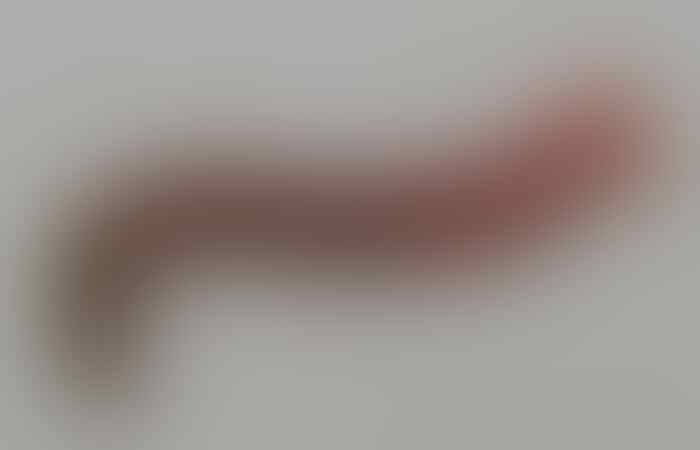 Cacing Sutra Merah dengan Kualitas Super