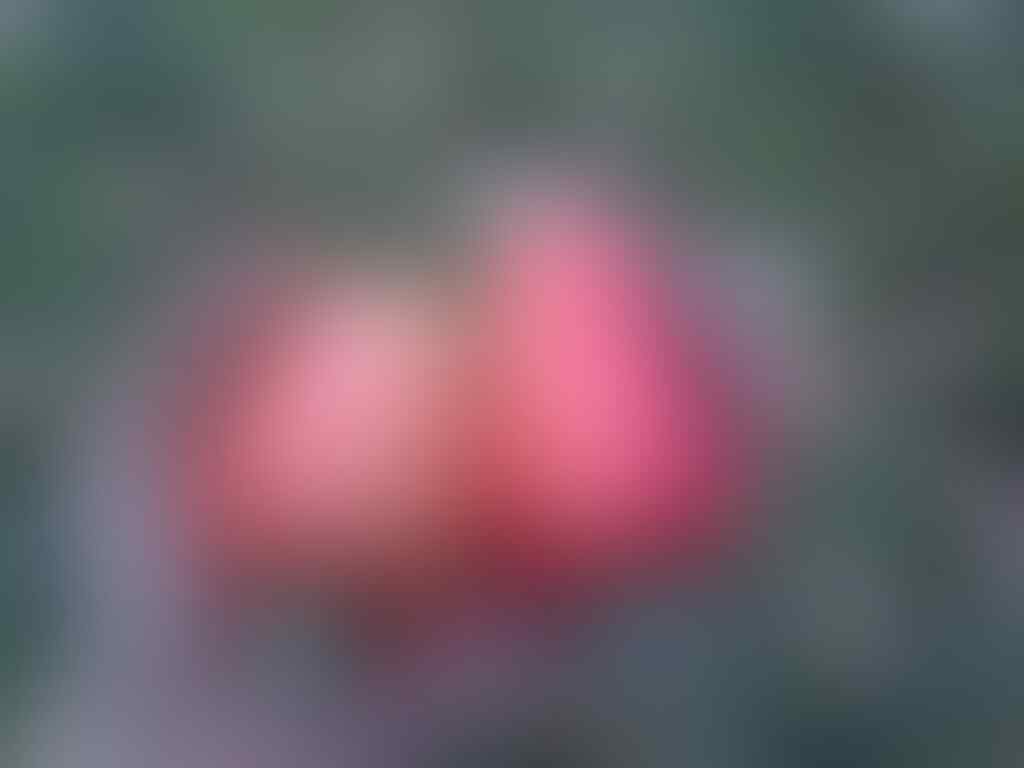 Musim Buah KASKUS