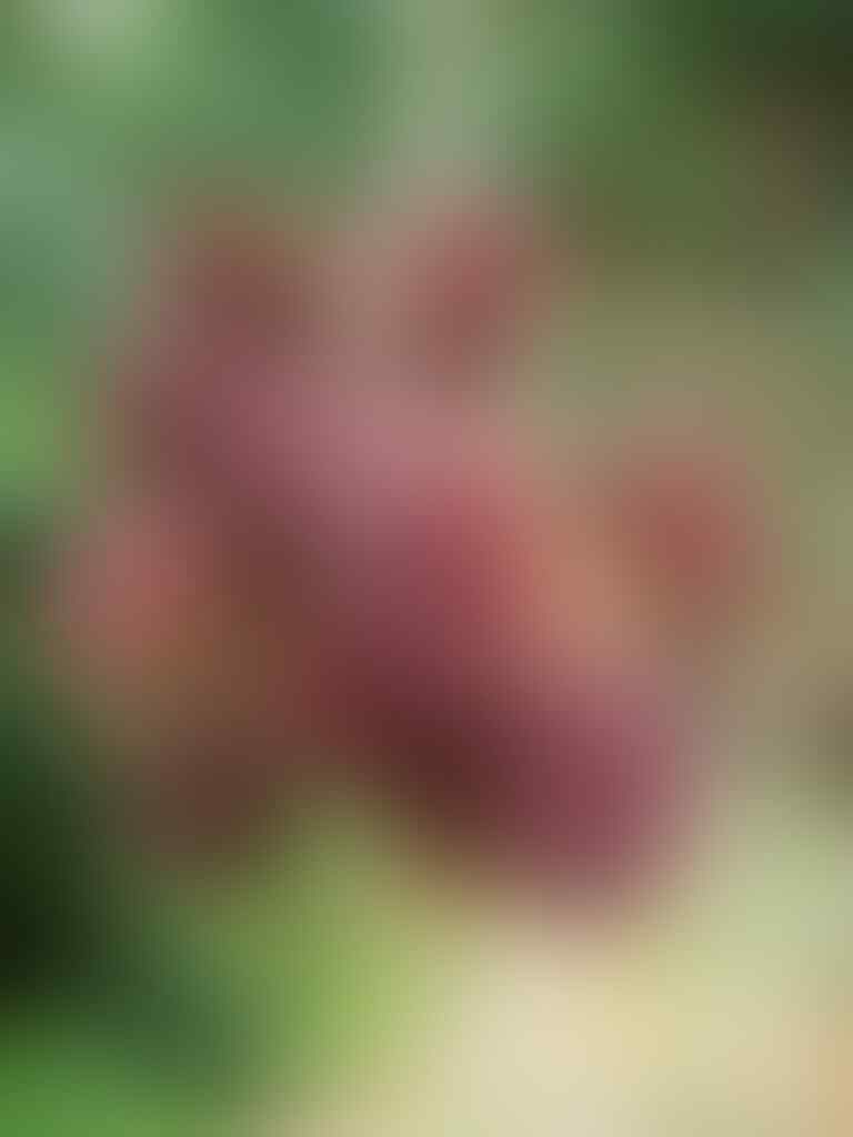 Musim Buah KASKUS