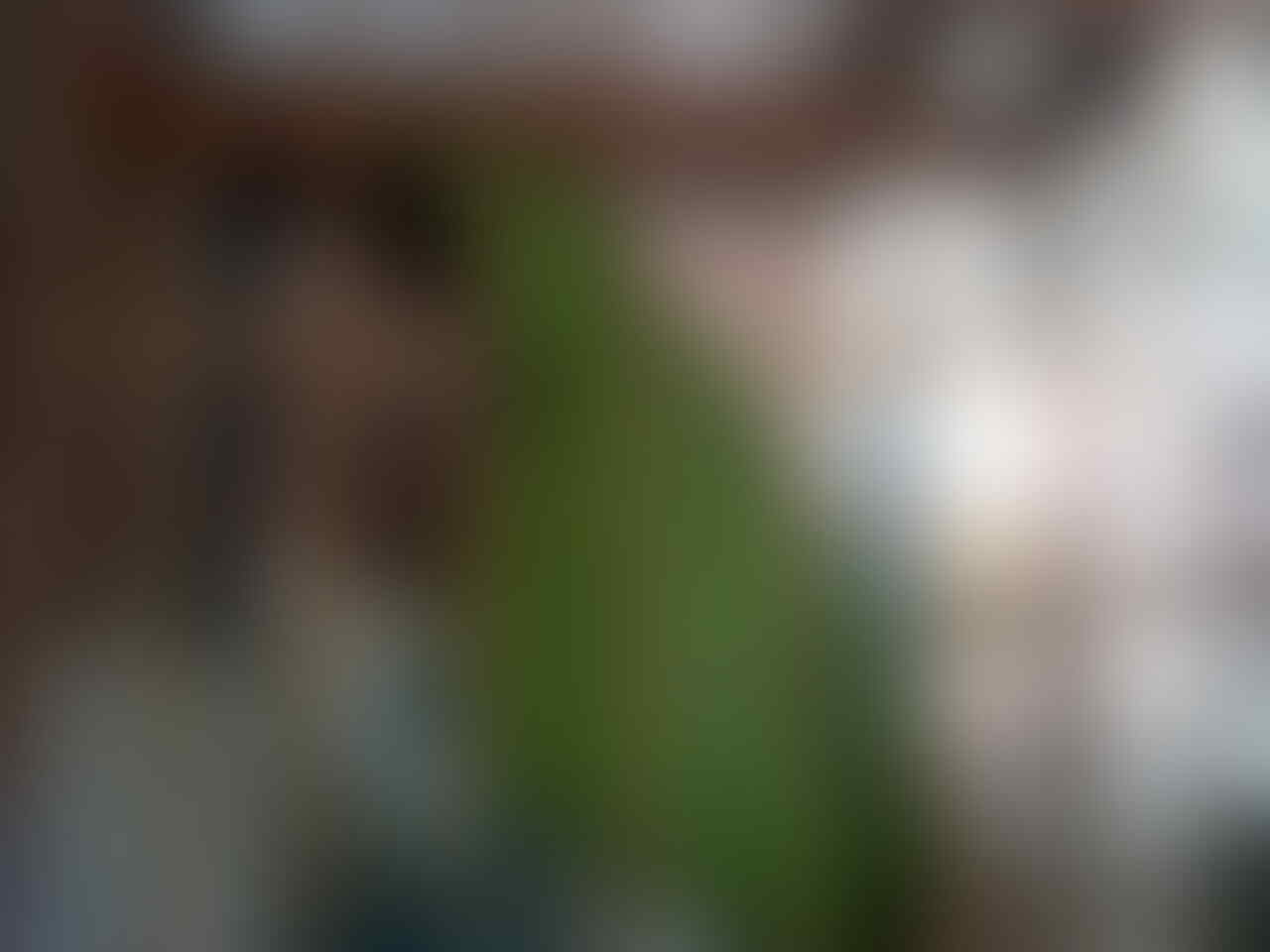Cucak Ijo Rumahan