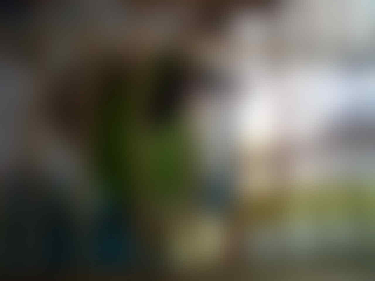 Cucak Ijo Rumahan