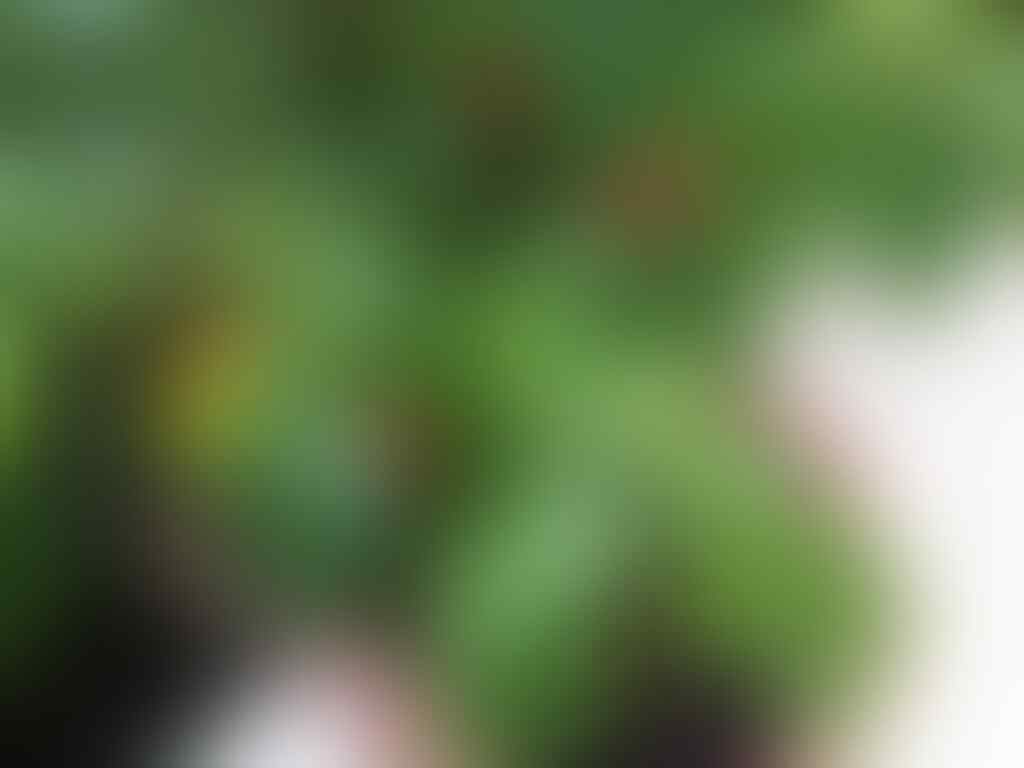 AYO BERTANAM CABE HOT EKSOTIS Page 370 KASKUS