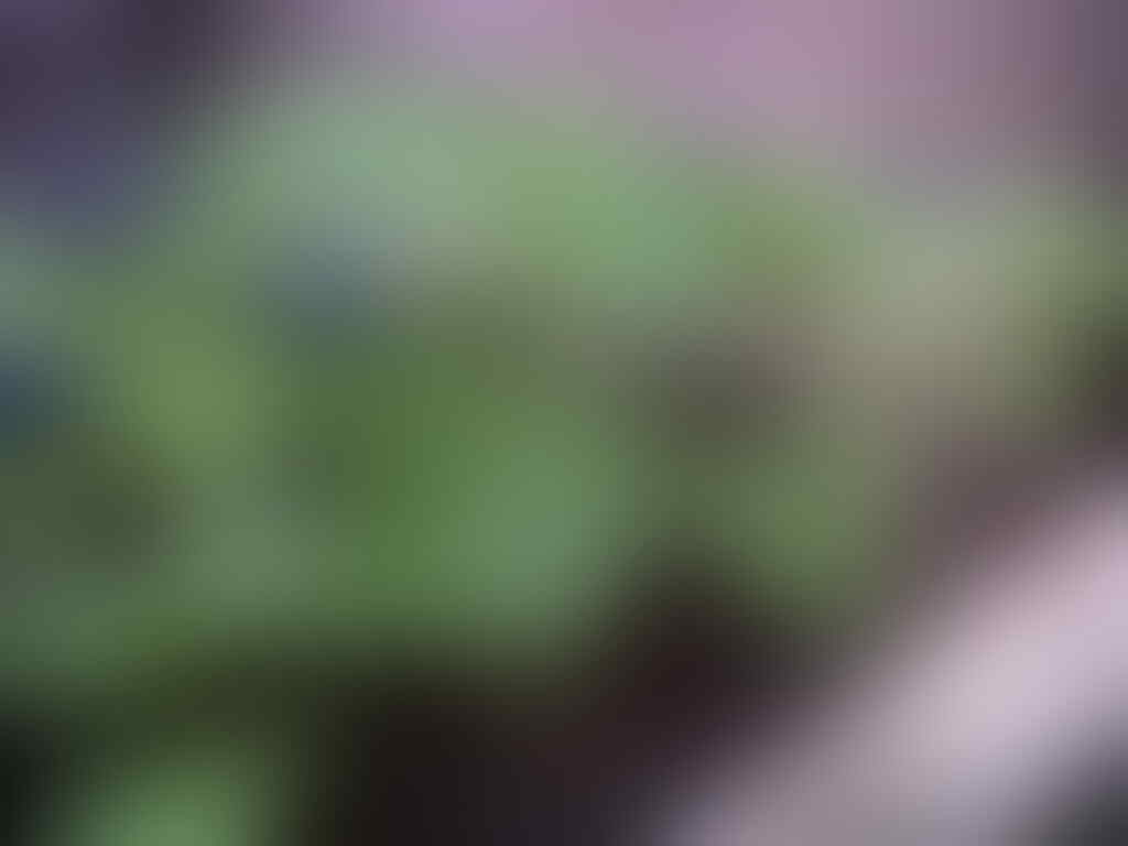 AYO BERTANAM CABE HOT EKSOTIS Page 370 KASKUS