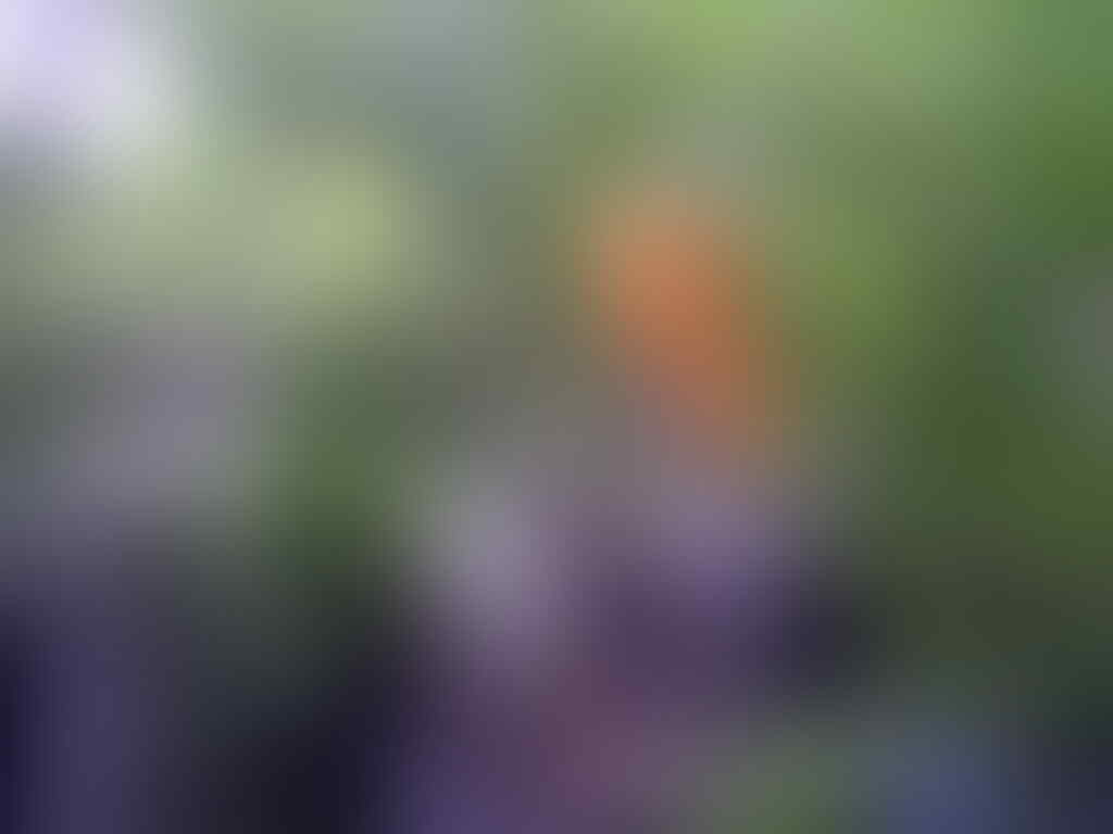 AYO BERTANAM CABE HOT EKSOTIS Page 370 KASKUS