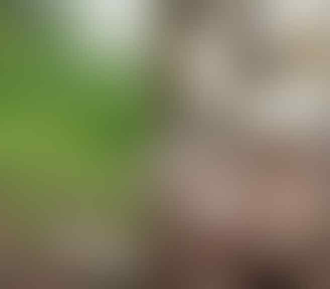 7 Cara Alami Terbaik Menghilangkan Bekas Luka