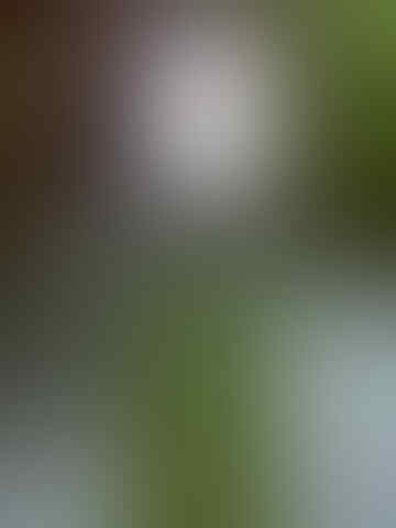 Jual hp Maxtron chibi / cherrybelle...