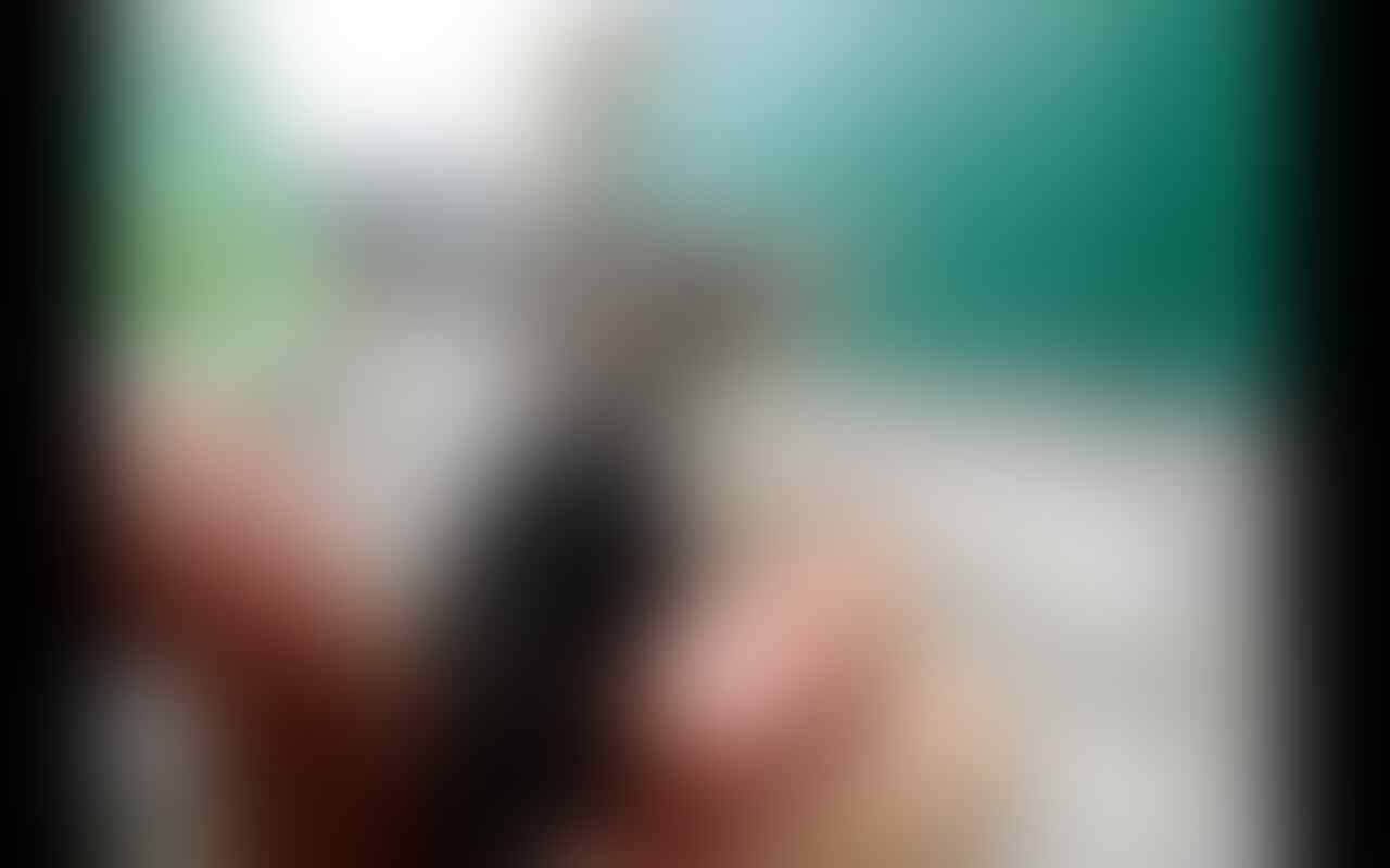 Terjual Jual Burung Pelatuk Kaskus