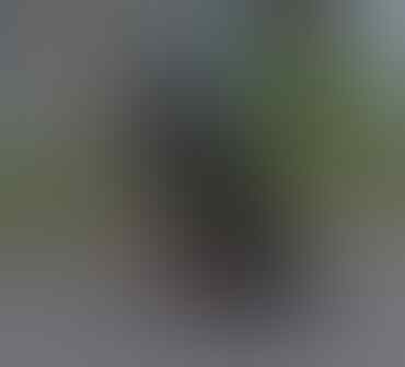 Terjual Jual Anjing Mix Doberman Rottweiler Semarang Kaskus