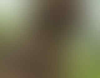 SOA SOA HEWAN PURBA DARI SULAWESI | KASKUS