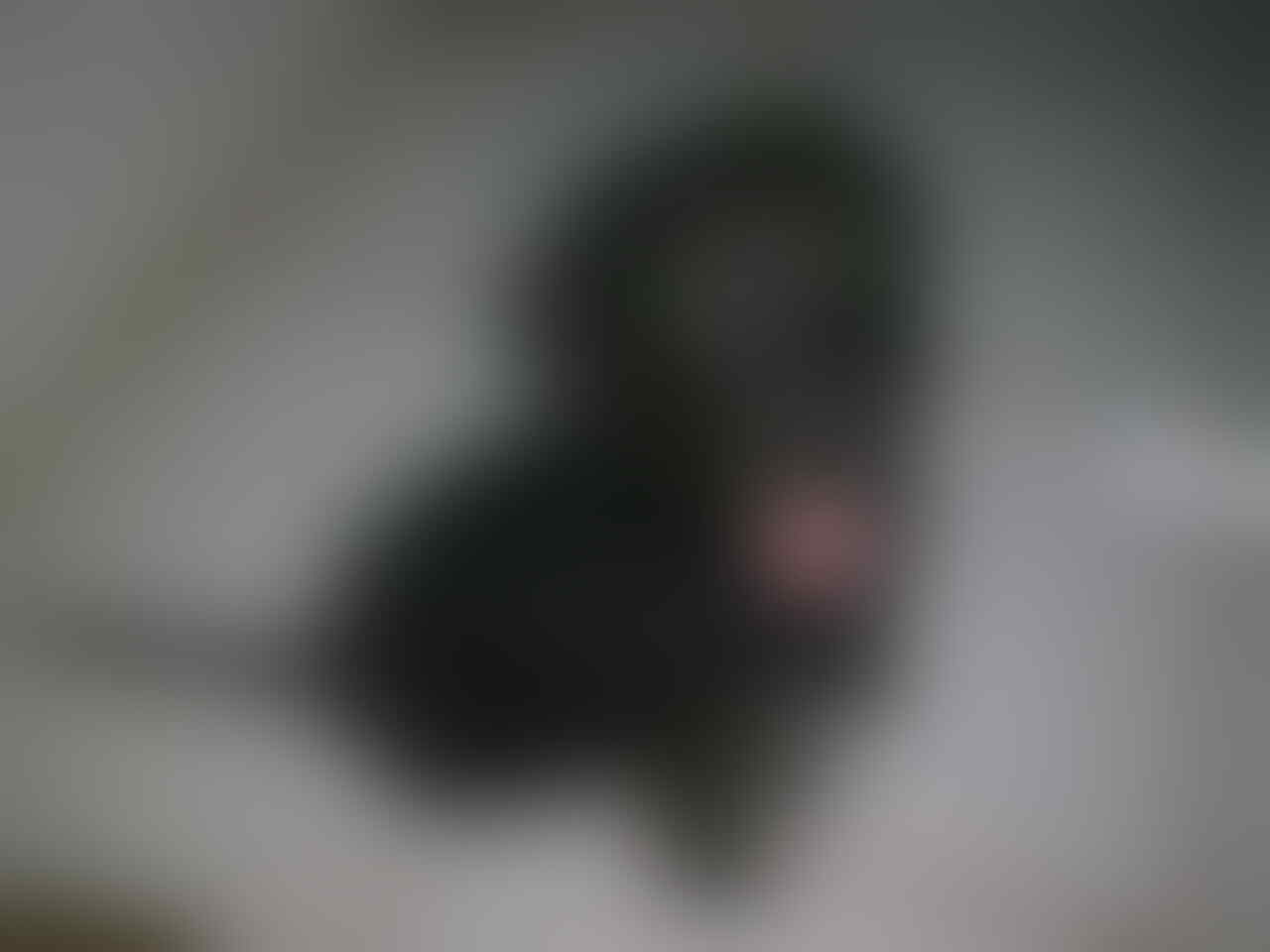 Terjual Jual Anjing Labrador Mix Beagle Kaskus