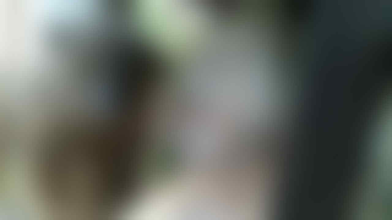 Terjual Burung Hantu Buffy Fish Owl Kaskus