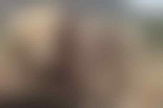 Ras KUCING di Dunia. | KASKUS