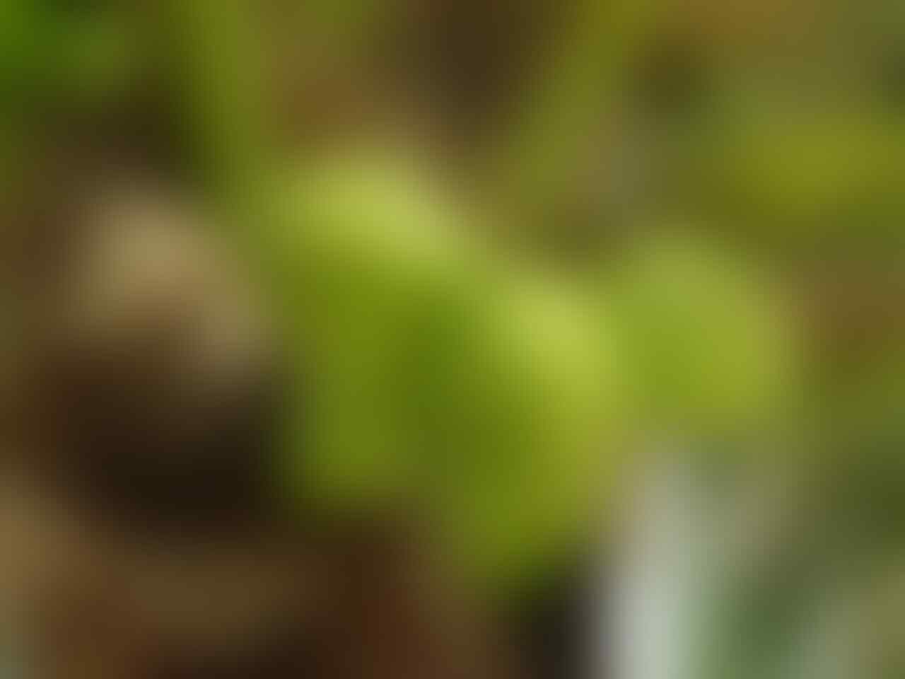 FAKTA 2 MANFAAT BUAH KELAPA
