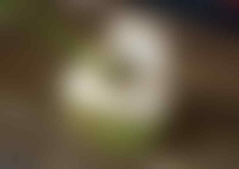FAKTA 2 MANFAAT BUAH KELAPA