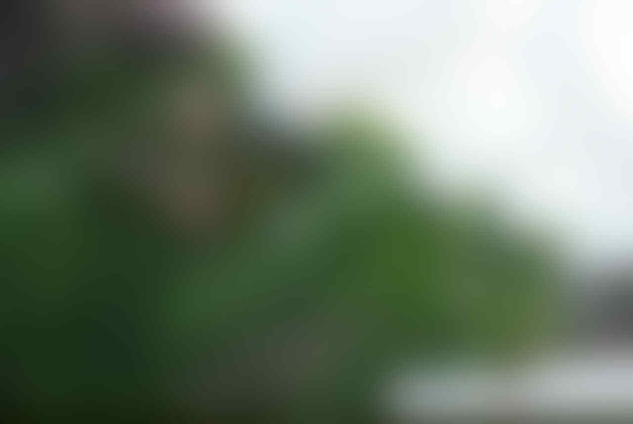 Kumpulan photo Vertical Garden