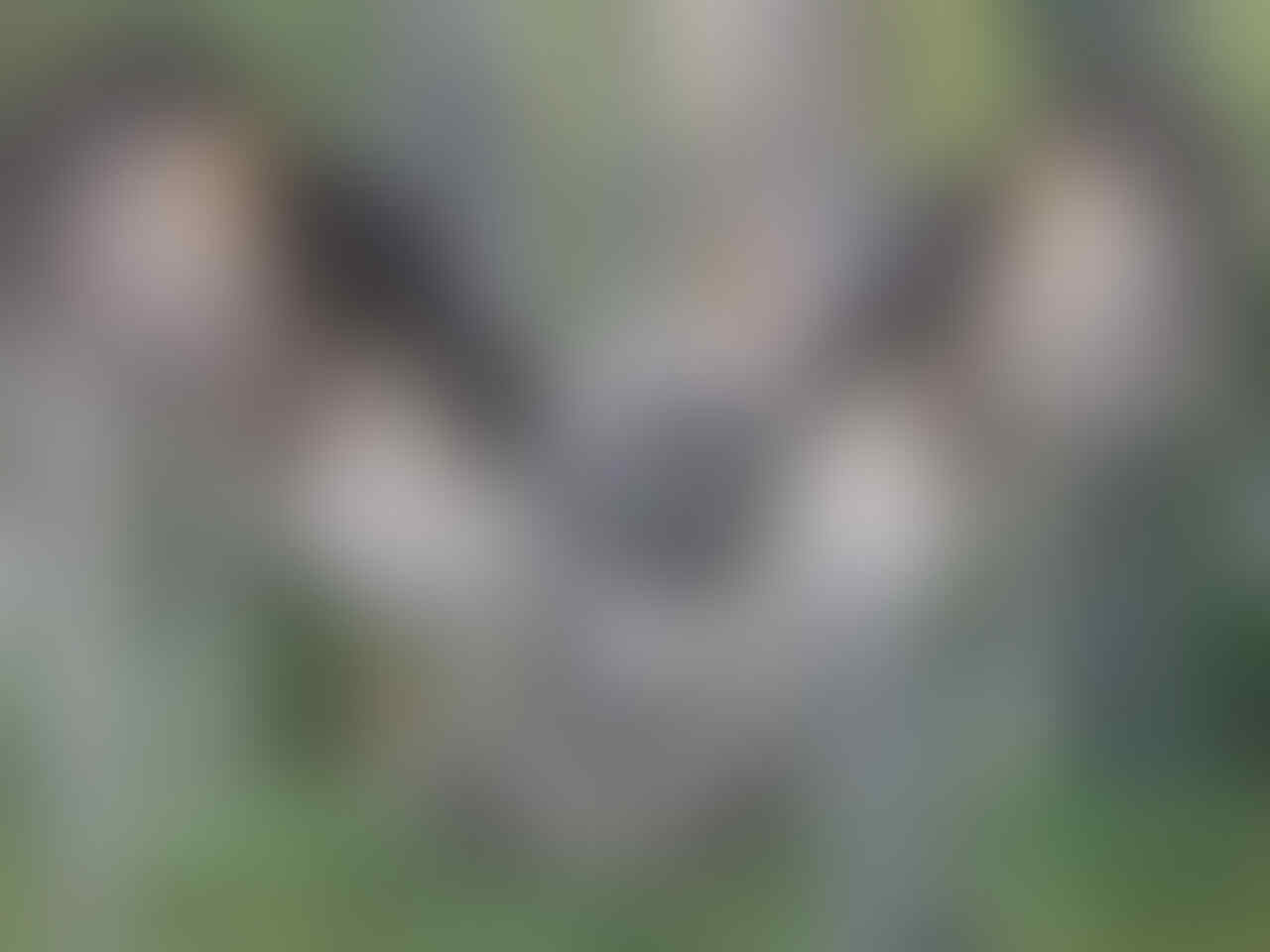 Beberapa Hewan dengan Kekuatan SUPERPOWERNYA