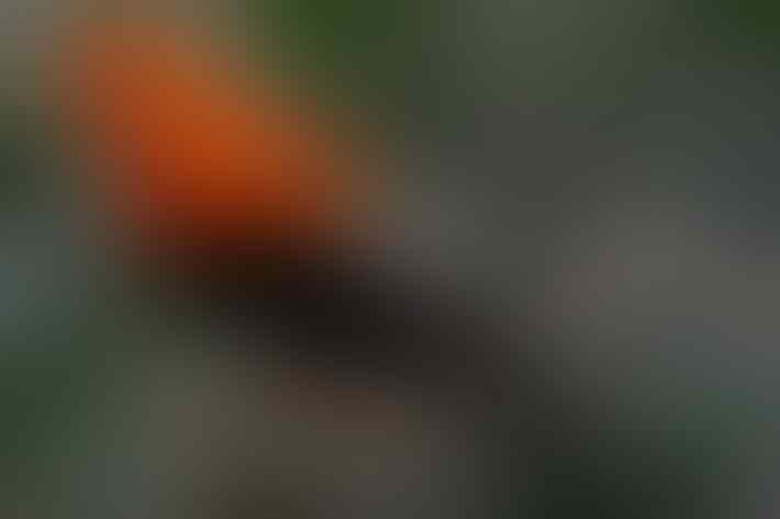 Yakin Pernah Liat 'Burung' yang Ini Gan? Yuk Intip!