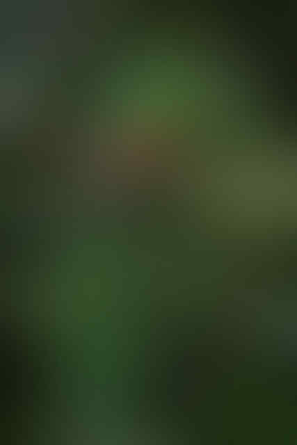 Yakin Pernah Liat 'Burung' yang Ini Gan? Yuk Intip!