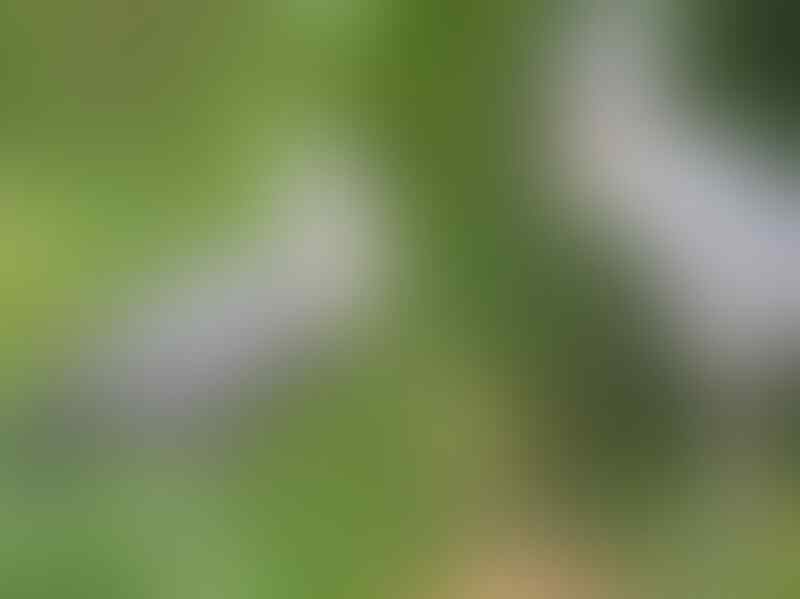 Yakin Pernah Liat 'Burung' yang Ini Gan? Yuk Intip!