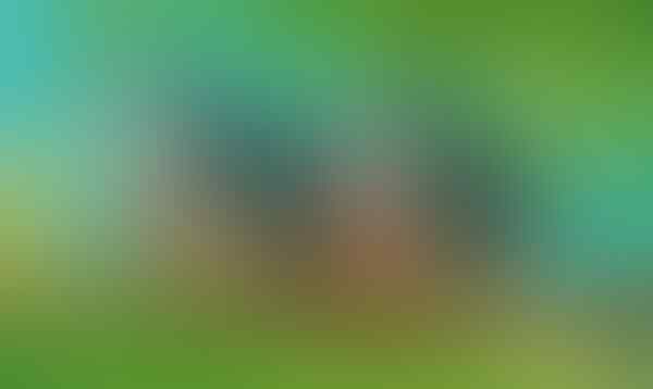Yakin Pernah Liat 'Burung' yang Ini Gan? Yuk Intip!